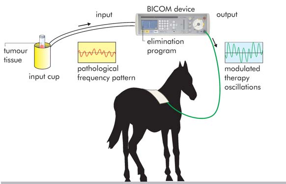 how-to-treat-horse-bioresonance
