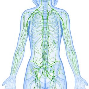 female lymphatic system
