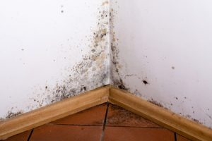 Mildew black mold in the corner of room wall
