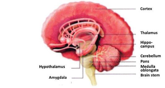 The limbic system