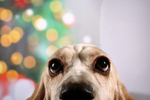 basset hound with healthy eye after bicom therapy
