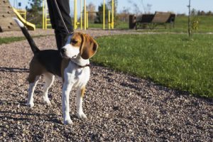 alive beagle dog in park thanks to bicom