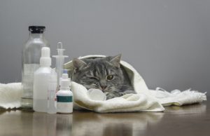 sick British kitten on a table in bioresonance clinic