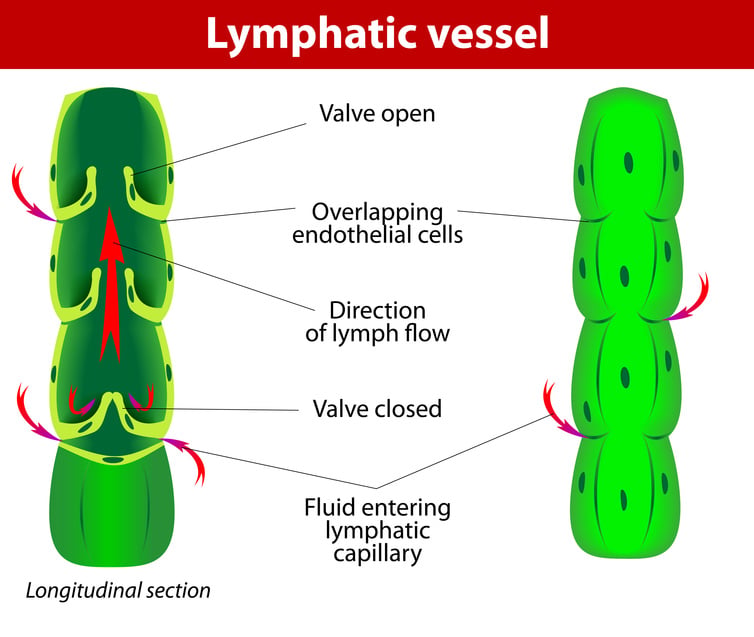 The internal structure of a lymph vessel