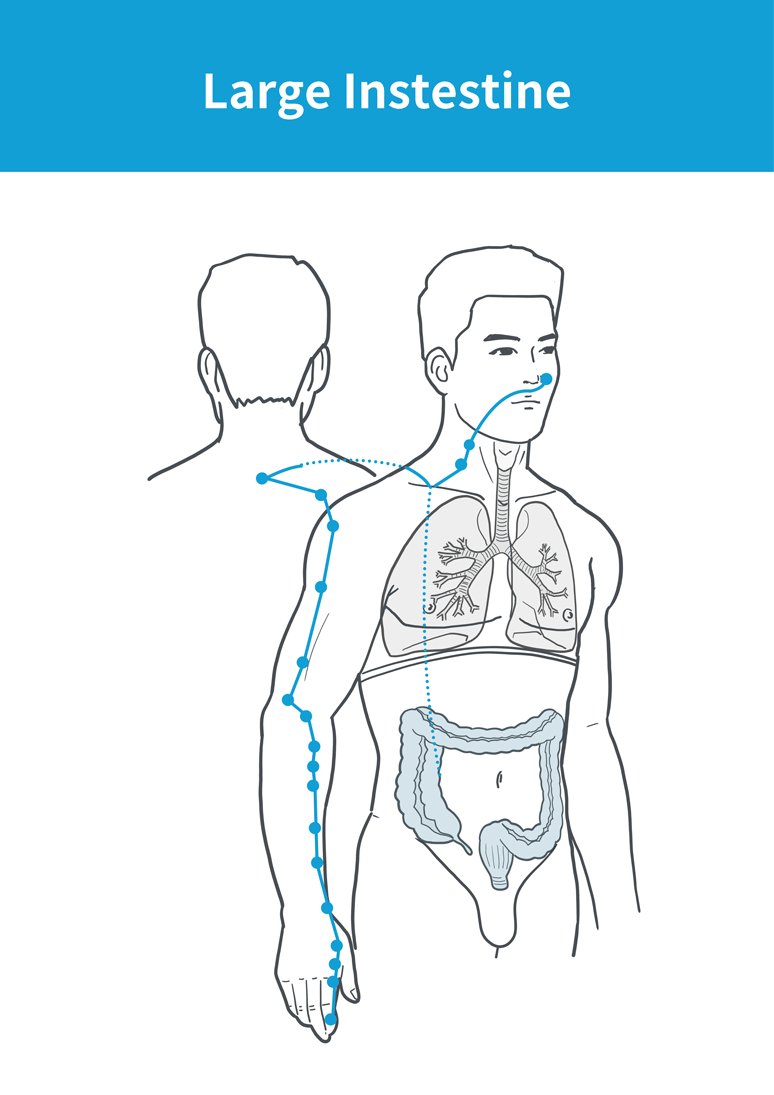 The Large Intestine Meridian