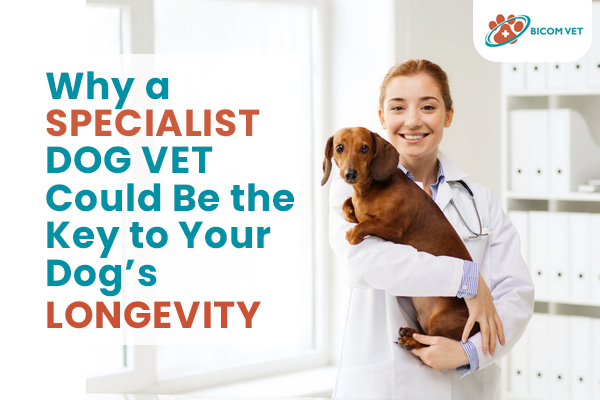 Why a Specialist Dog Vet Could Be the Key to Your Dog’s Longevity
