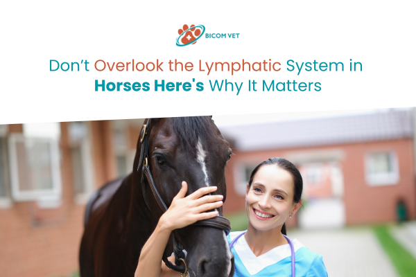 Lymphatic system in horses