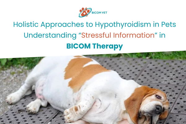 BICOM Therapy for Pet Allergic Stress & Endocrine Issues