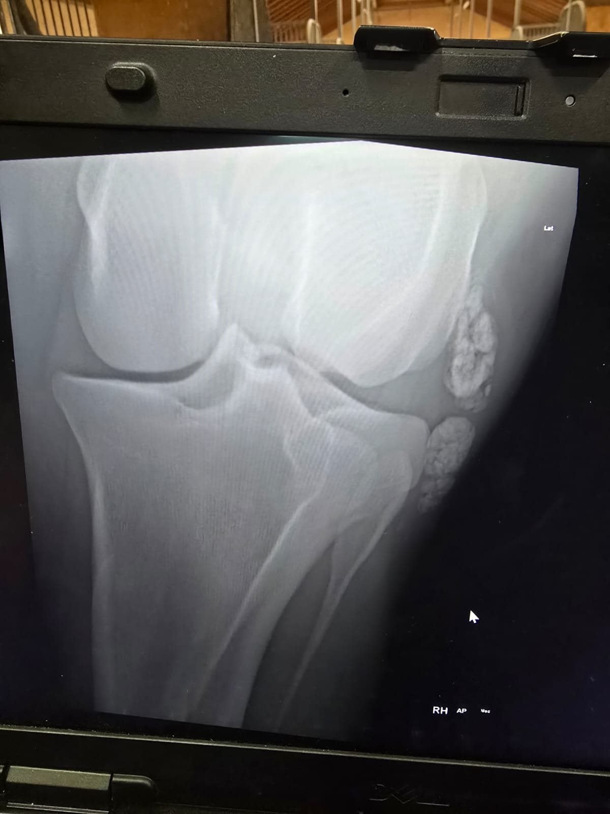 X-ray of Abra's right hind, AP view, showing the area of the injury on the outer side of the joint