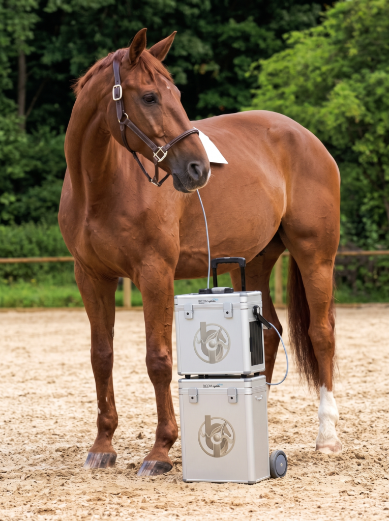 A chestnut horse in an outdoor arena with the applicator at its head and the BICOM cases beside it