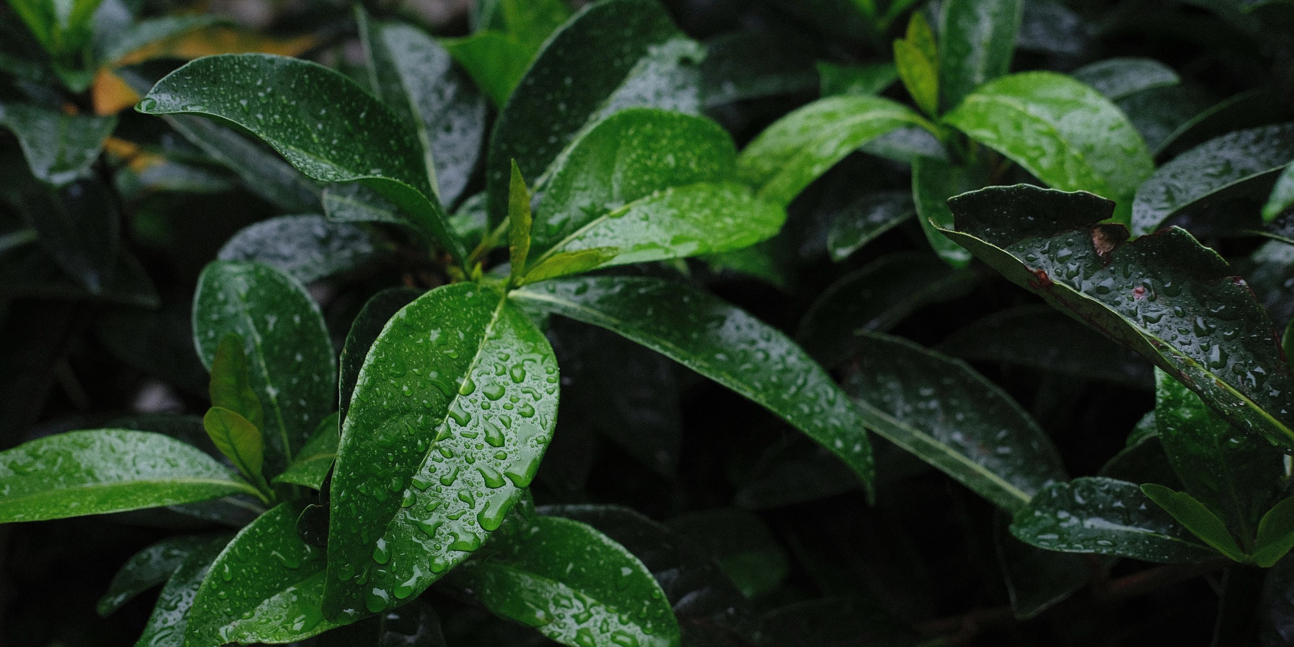 Dark green leaves after rain, water droplets catching the light